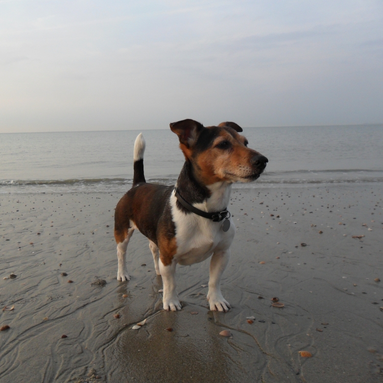 Tommy op het Strand